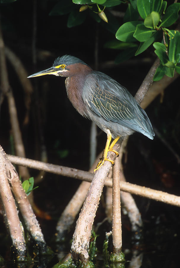 Green Heron On Mangrove Roots Florida Photograph by Tom Vezo