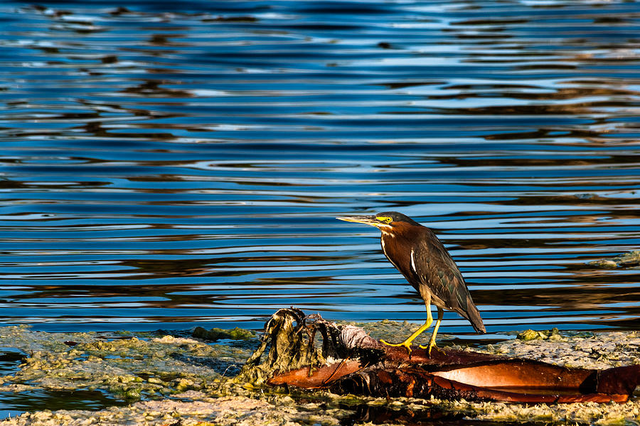 Green Heron on Palm Frond Photograph by Ed Gleichman