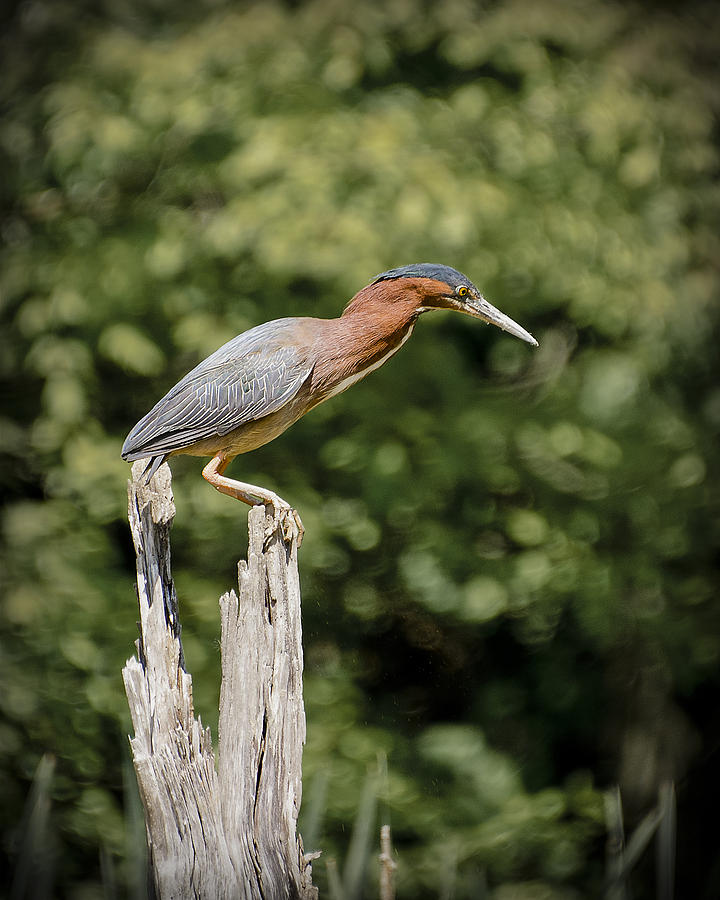 Green Heron on Stump Photograph by Bradley Clay