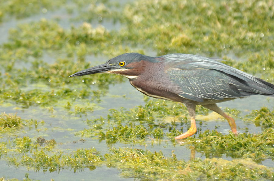 Green Heron on the Hunt Photograph by Frank Madia