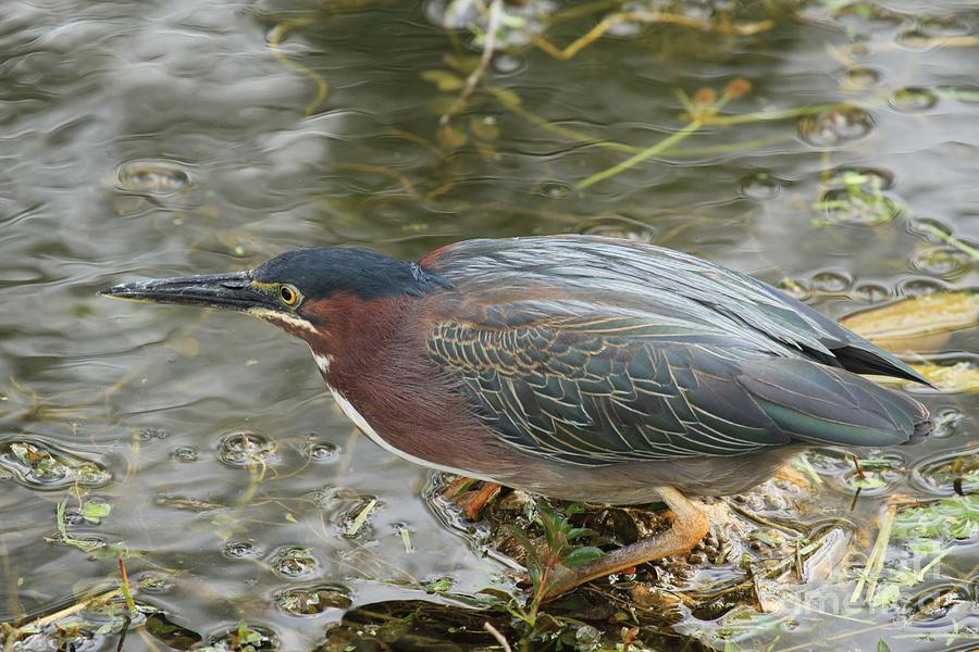 Green Heron On The Lookout Photograph by Adam Jewell