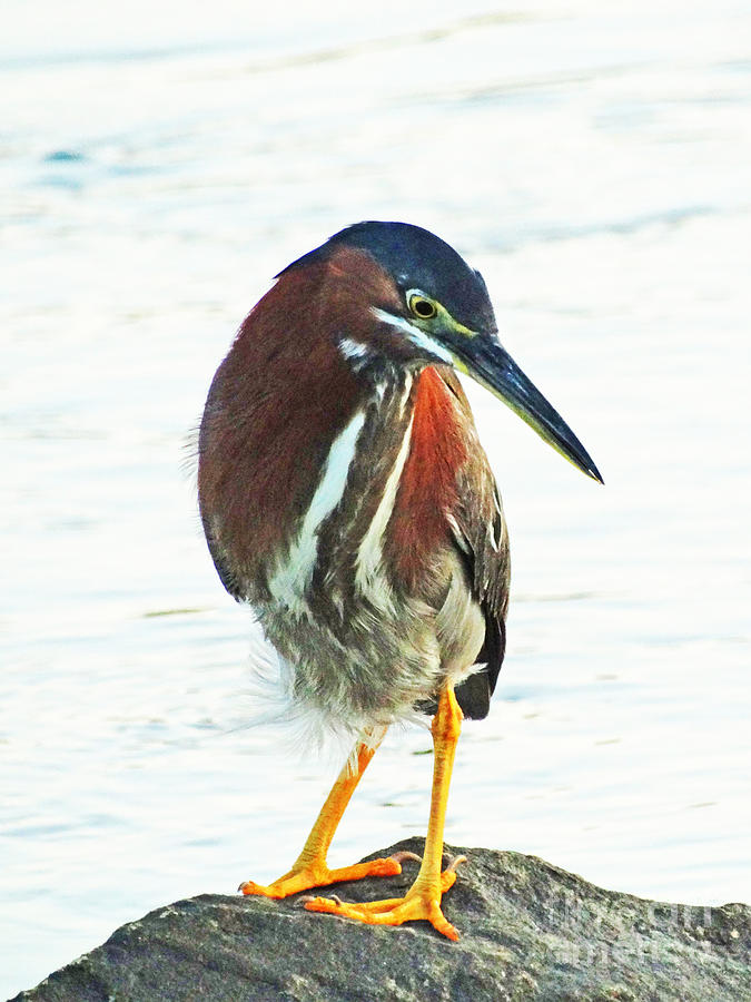 Green Heron Practices a Subway Grate Pose after Watching Marilyn Monroe in The Seven Year Itch Photograph by Pat Miller