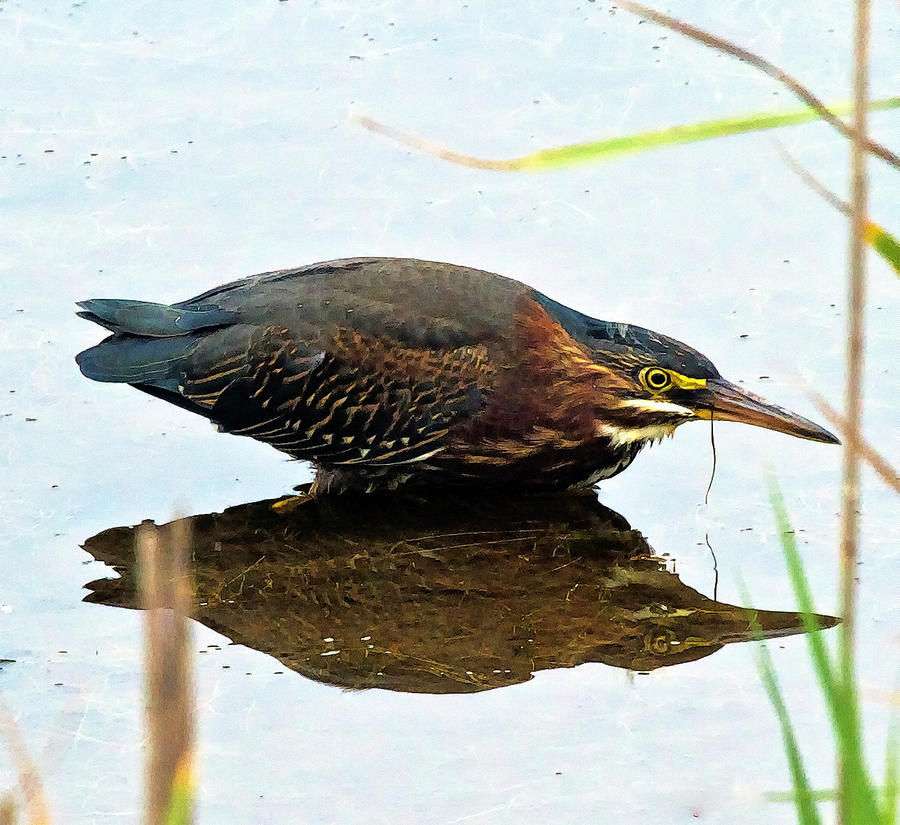 Green Heron Reflecting Photograph by Constantine Gregory