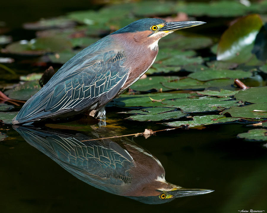 Green Heron Reflection 1 Photograph by Avian Resources