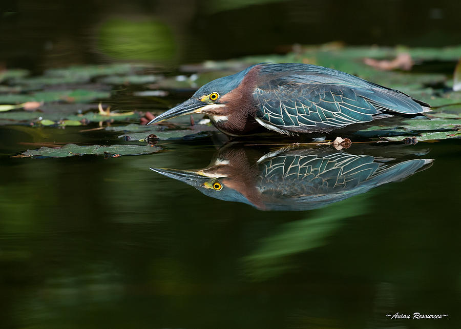Green Heron Reflection 2 Photograph by Avian Resources