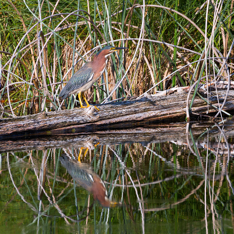 Green Heron Reflections Squared Photograph by Kathleen Bishop