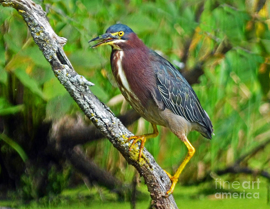 Green Heron Photograph by Rodney Campbell