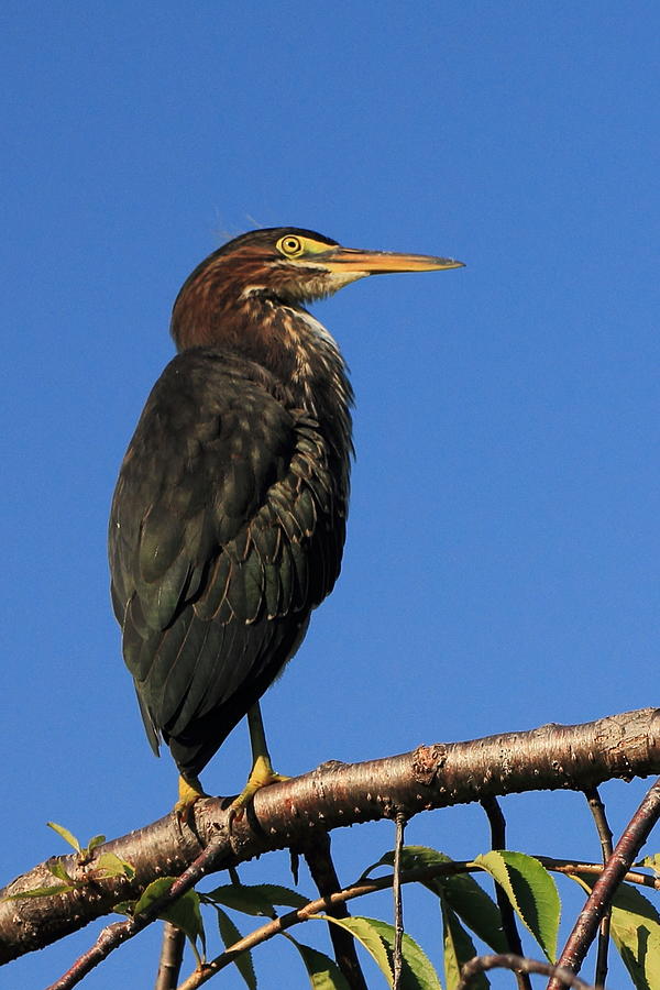 Green Heron roosts Photograph by Scott Rackers