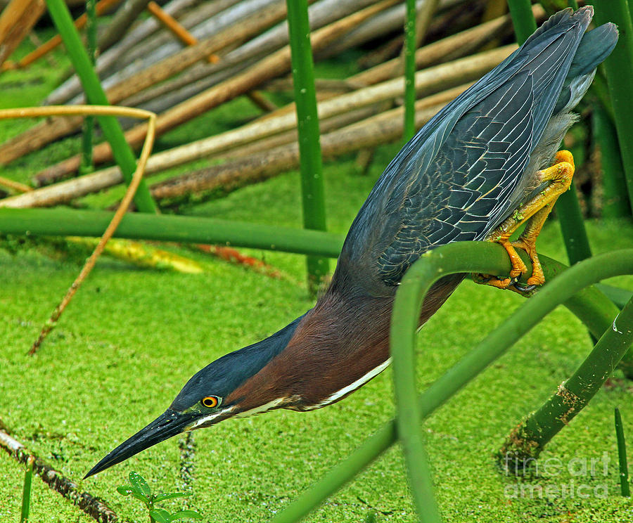Heron Photograph - Green Heron The Stretch by Larry Nieland