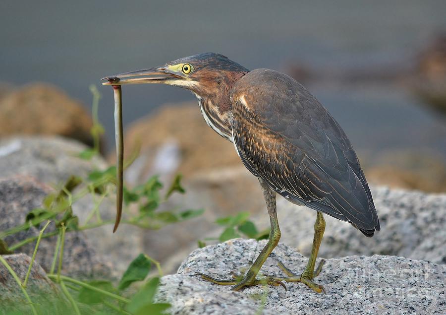 Green Heron With An Eel Breakfast Photograph by Kathy Baccari