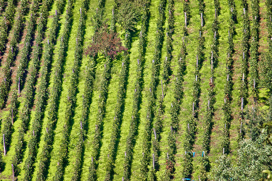 Green hill vineyard aerial view Photograph by Brch Photography