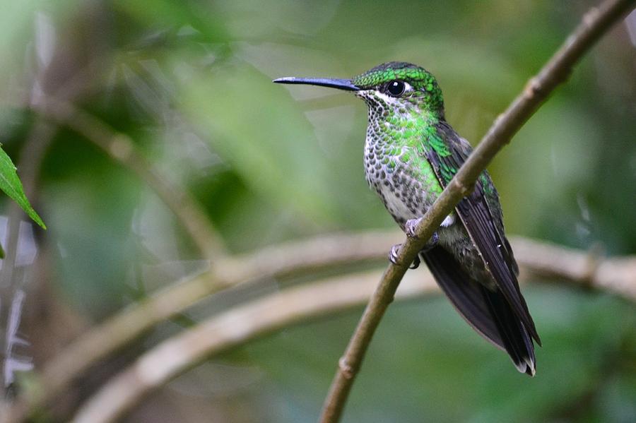 Green Hummingbird Photograph by Nicolette Ferris