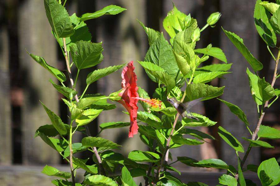 Green Hummingbird on Red Hibiscus Flower 2 of 10 Photograph by Jeff at JSJ Photography