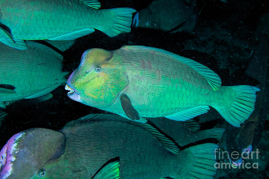 Green humphead parrotfish Photograph by Joerg Lingnau