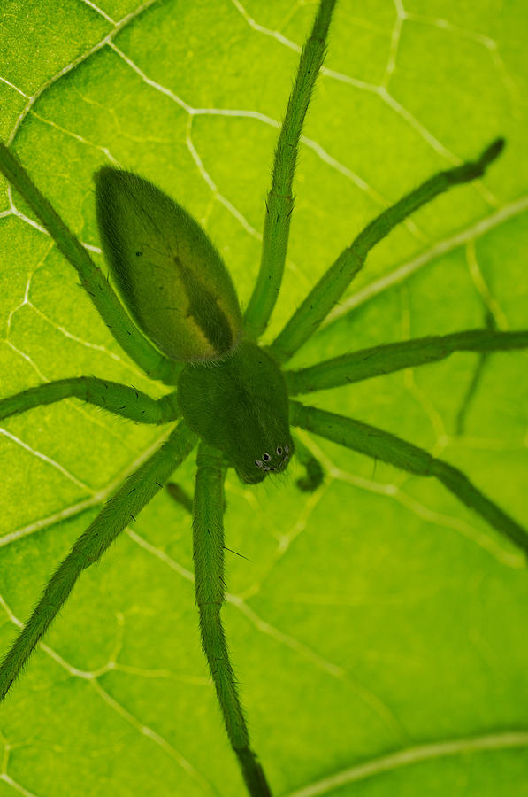 Green Huntsman Spider Photograph by Fabio Pupin/FLPA
