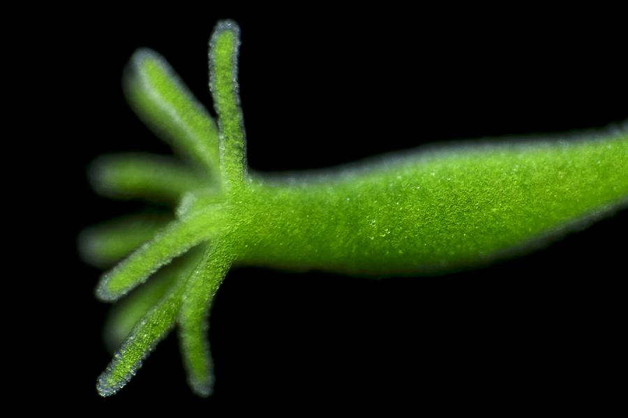 Nature Photograph - Green hydra, light micrograph by Science Photo Library