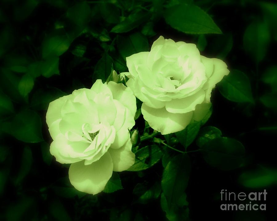 Green Ice Roses Photograph by Renee Trenholm