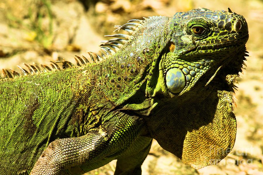 Green Iguana Photograph by Adam Jewell