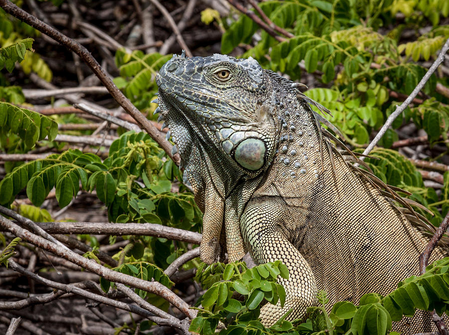 Green Iguana basking Photograph by David Persson - Pixels