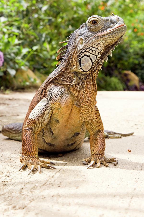 Green Iguana Basking In The Sun Photograph by Gustoimages/science Photo Library