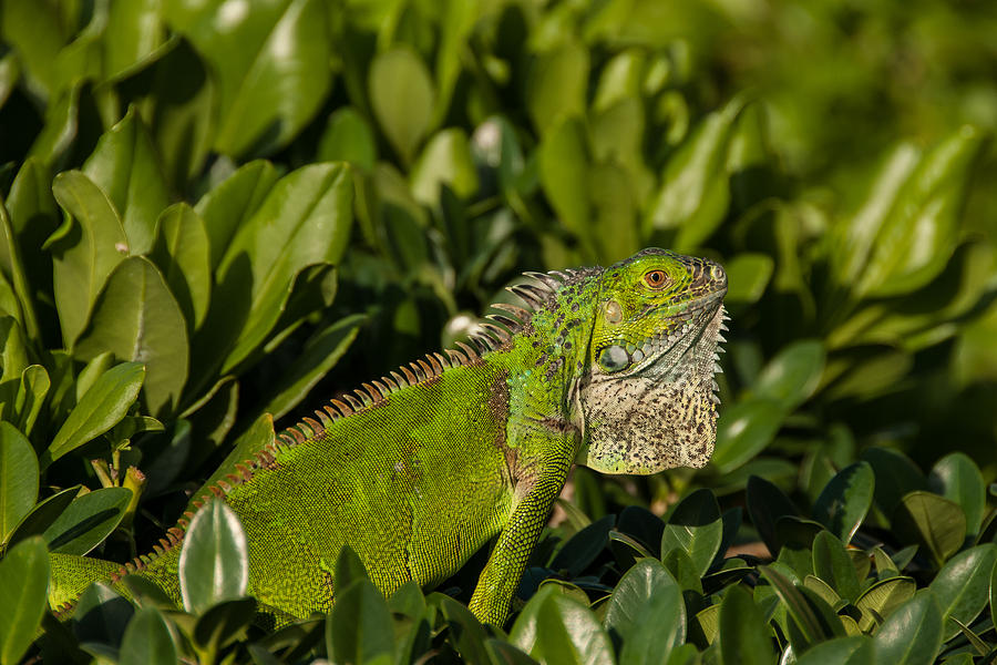 Green Iguana Photograph by Brenda Jacobs