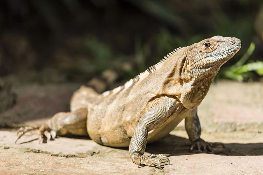 Green iguana, Carara National Park, Costa Rica Photograph by Manuel ROMARIS