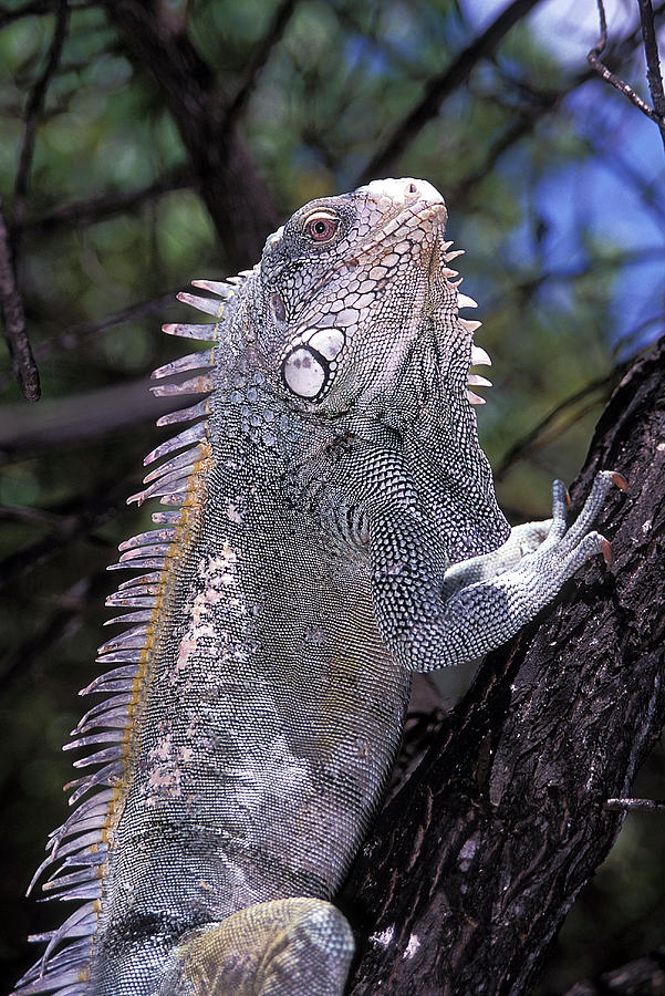 Green Iguana Photograph by Clay Coleman/science Photo Library