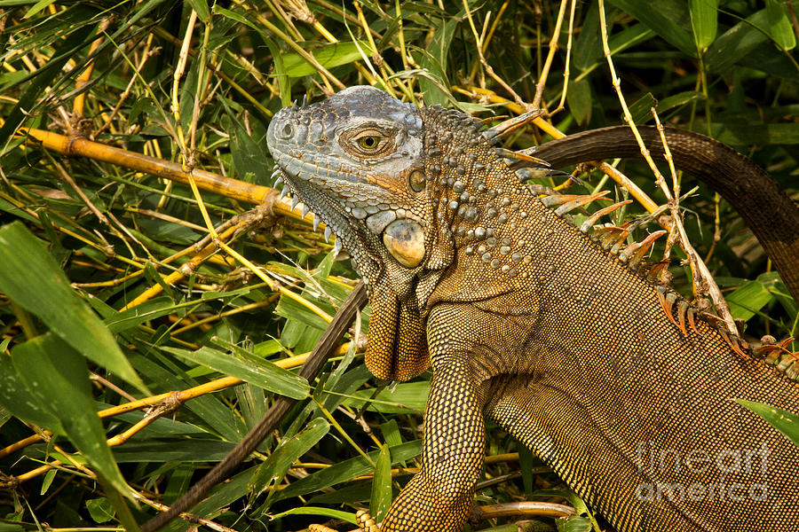 Green Iguana Costa Rica Photograph by Carrie Cranwill