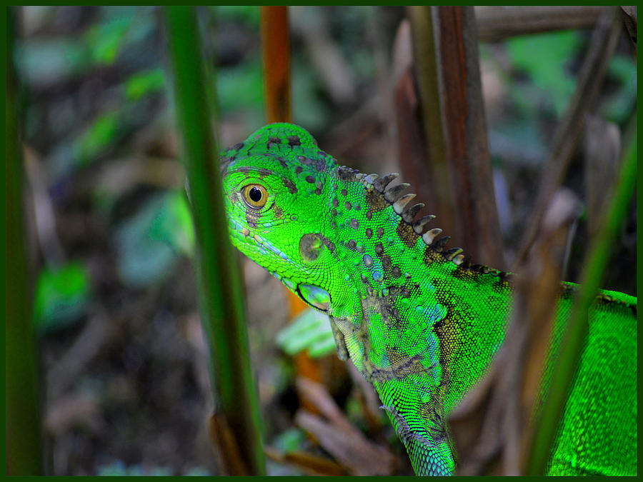 Green Iguana Costa Rica Photograph by Gary Keesler