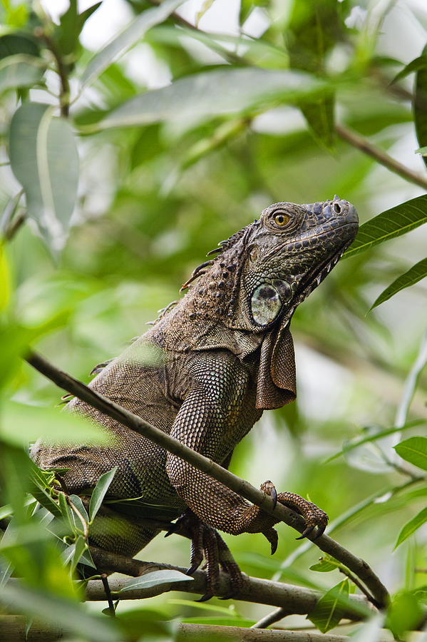 Green Iguana Costa Rica Photograph by Konrad Wothe