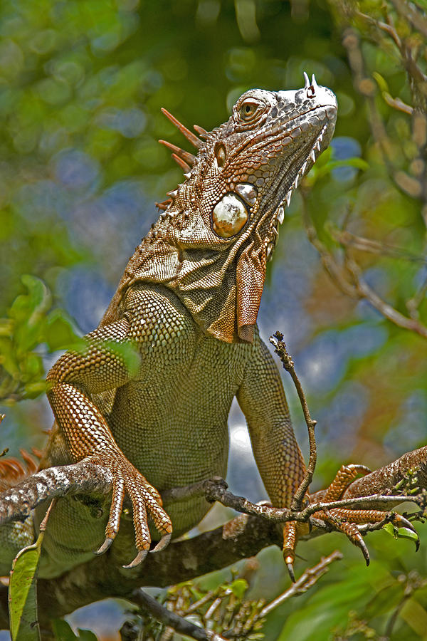 Green Iguana Photograph by Dennis Cox