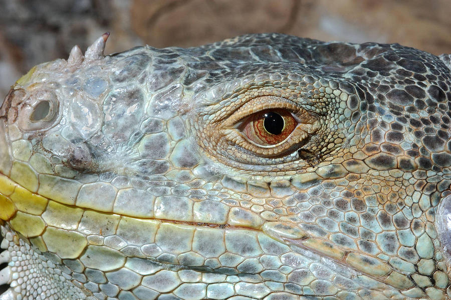 Green Iguana Eye Photograph by John Mitchell - Fine Art America