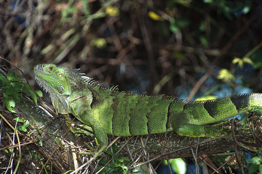 Green Iguana Female Central America Photograph by Konrad Wothe