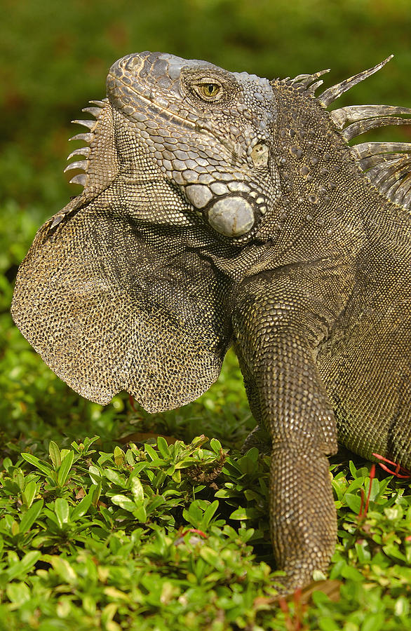 Green Iguana Flaring Dewlap Ecuador Photograph by Pete Oxford