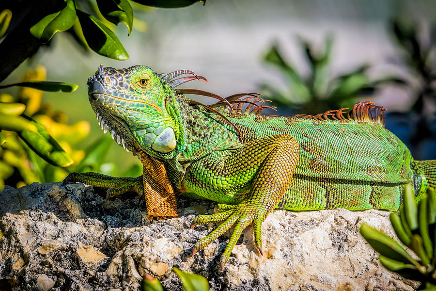 Green Iguana Photograph by Gabrielle Harrison - Fine Art America