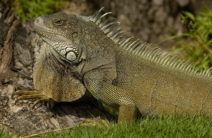 Green Iguana Guayaquil Ecuador Photograph by Pete Oxford