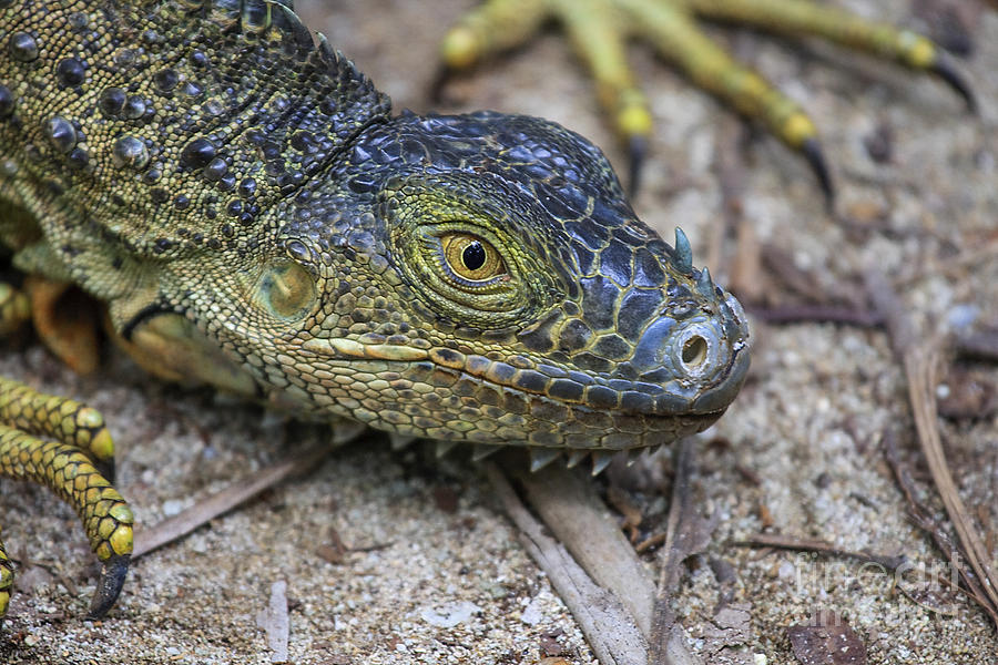 Green iguana head Photograph by Patricia Hofmeester