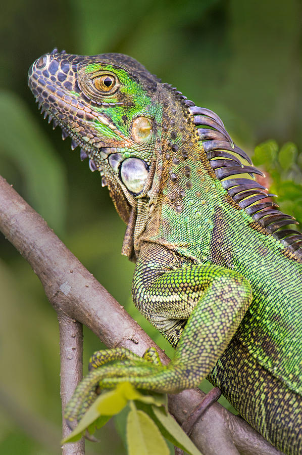 jellycat iguana