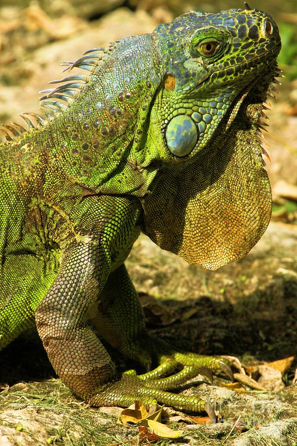 Iguana Photograph - Green Iguana In Cozumel by Adam Jewell
