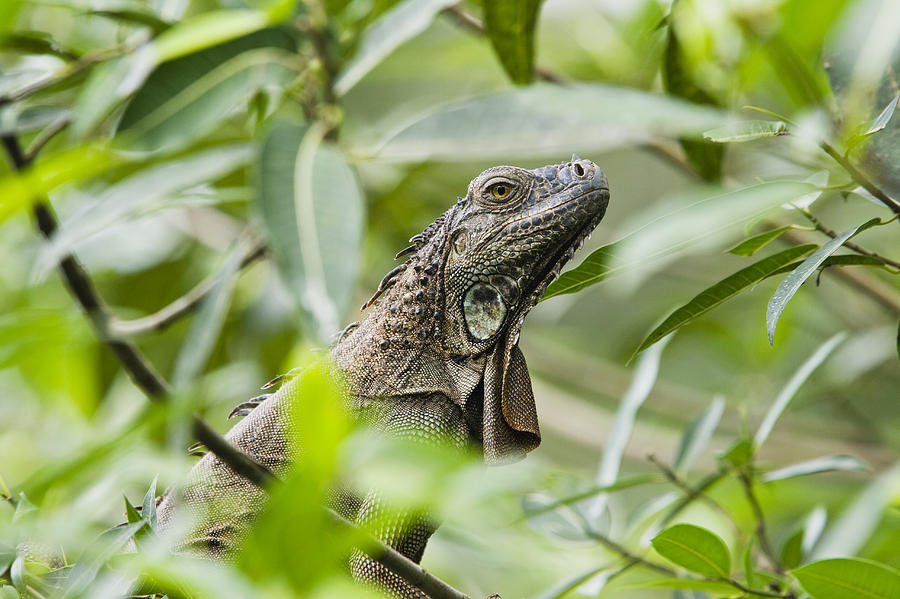 Animal Photograph - Green Iguana In Lowland Rainforest by Konrad Wothe