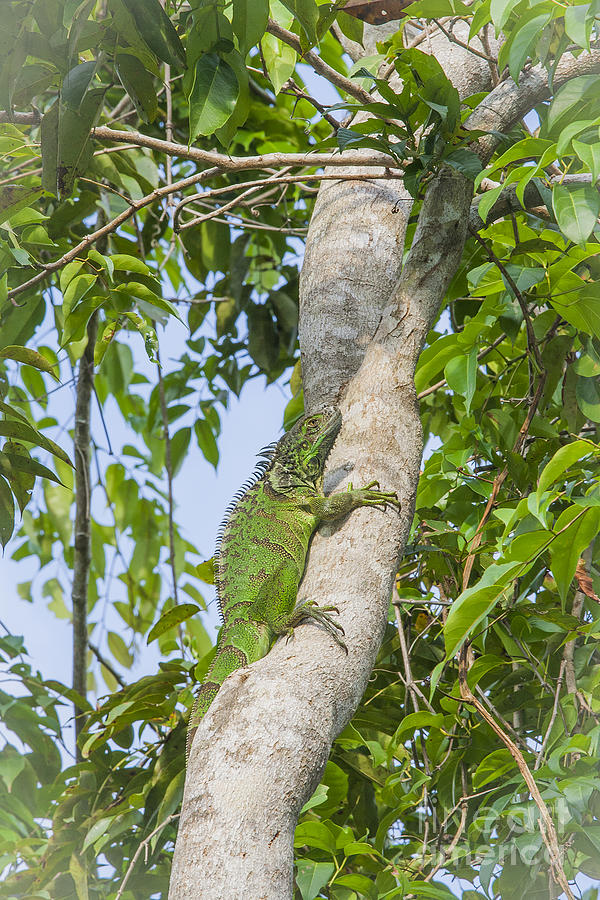 Green iguana in tree Photograph by Patricia Hofmeester