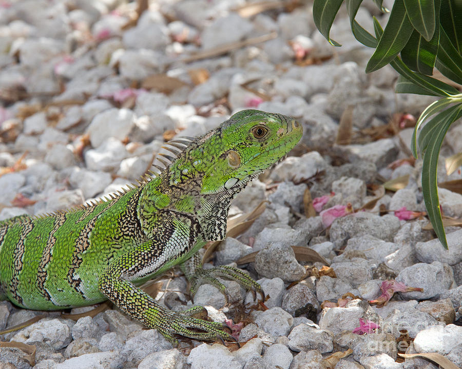 Green Iguana Photograph by Jemmy Archer