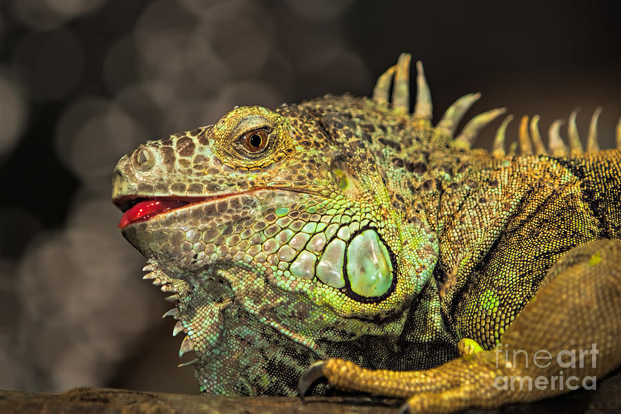 Green iguana Photograph by Joerg Lingnau
