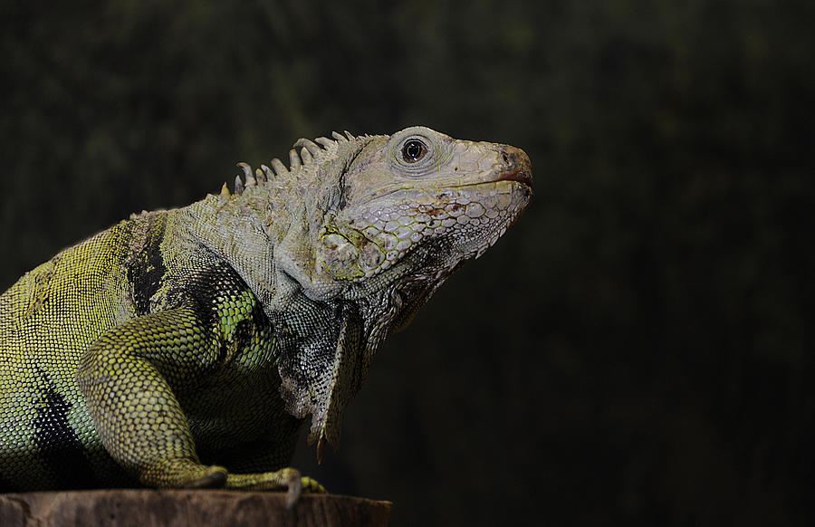 Green Iguana Photograph by Keith Lovejoy