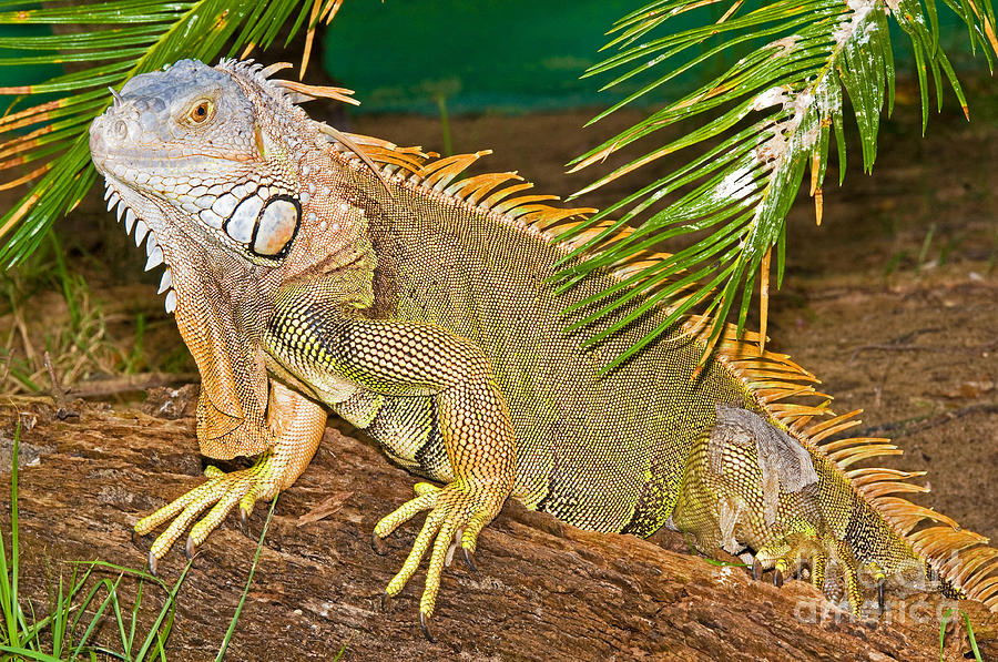 Green Iguana Photograph by Millard H. Sharp