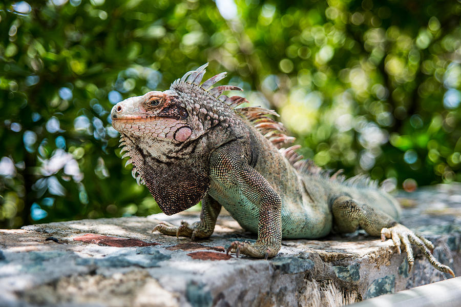 Green Iguana On St. Thomas Photograph By Eje Gustafsson