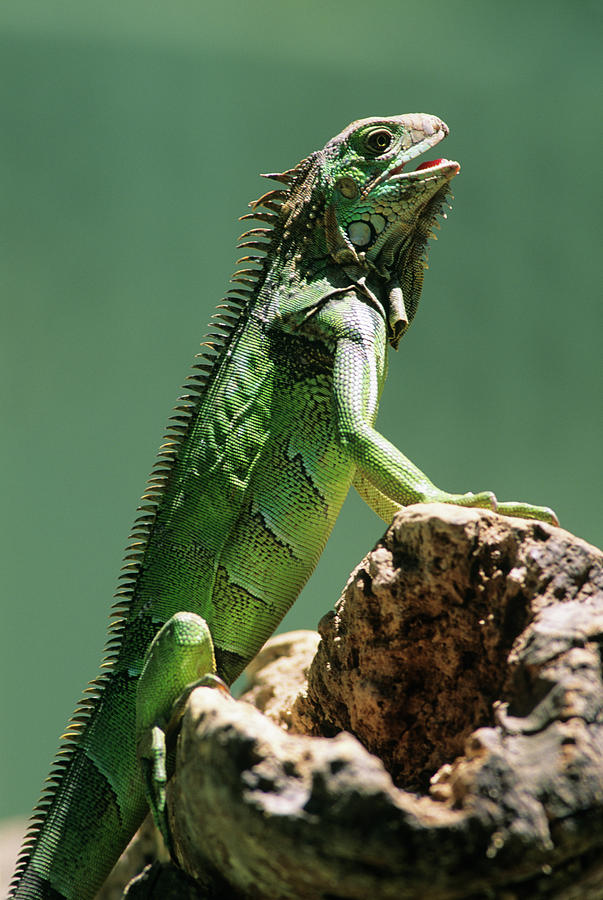 Green Iguana On Tree Limb Iguana Iguana Photograph by Animal Images ...