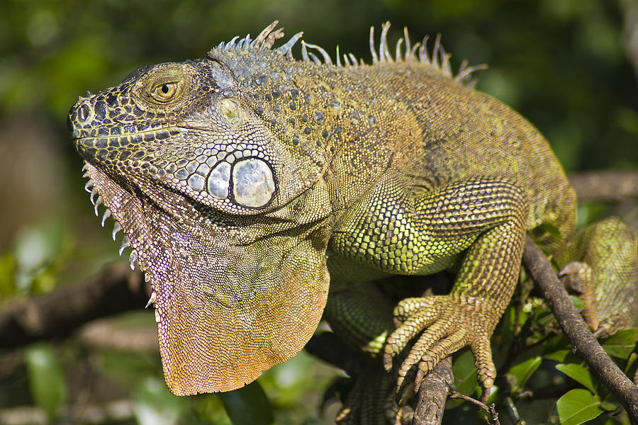 Green Iguana Photograph By Pedro Delmas - Fine Art America