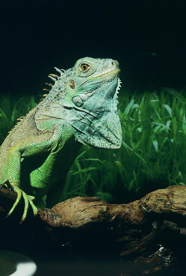 Wildlife Photograph - Green Iguana by Sally Mccrae Kuyper/science Photo Library