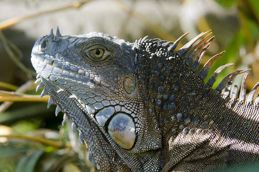 Green iguana by Science Photo Library